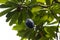 Fruit of a Cassowary plum, Cerbera floribunda