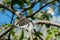 fruit caterpillars on an apple tree branch, pests and eaters of fruit-bearing plants, wild