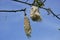 The fruit of Ceiba pentandra (cotton, Java kapok, silk cotton, samauma) with a natural background