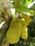 fruit cempedak kalimantan rain forest