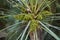 Fruit of Chamaerops humilis palm