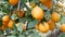 Fruit citrus harvest many ripe yellow lemons hanging on tree branches in lemonaria greenhouse. Lemon garden.