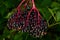Fruit cluster of Elderberry
