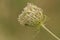 The fruit cluster of a Wild Carrot, Daucus carota, containing oval fruits with hooked spines growing in a meadow.