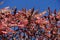 Fruit clusters and autumnal foliage of Rhus typhina against the sky