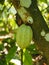 The fruit of the cocoa tree, the pod, on the island of Martinique