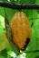 Fruit of Cocoa tree, Sao Tome