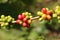 Fruit of a coffea plant on the island of St Helena, which produces some of the purest coffee in the world