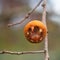 Fruit of Common medlar Mespilus germanica on twig