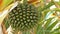 Fruit of Common pine Pandanus utilis