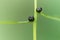 Fruit of coralroot Cardamine bulbifera