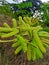 Fruit cover with seeds of a giant dwarf plant