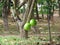 Fruit of Crescentia cujete on Calabash Tree.