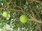 Fruit of Crescentia cujete on Calabash Tree.