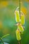 Fruit of Crotalaria Juncea or sunn hemp