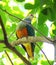 Fruit dove