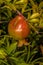 Fruit of Dwarf Pomegranate
