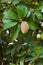 Fruit (ellipsoid berry) of Manilkara zapota, sapodilla