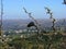 Fruit of the `espinillo` tree with the city in the background. Cordoba, Argentina.