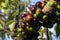 Fruit. Exotic. Jabuticaba in the eady to be harvested. Jaboticaba is the native Brazilian grape tree. Species Plinia