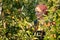 Fruit farmer woman inspecting her apple orchard