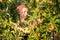 Fruit farmer woman inspecting her apple orchard