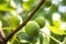 Fruit fig on tree, close up, soft focus. Figs on the branch of a fig tree.