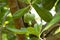 Fruit of a fish poison tree, Barringtonia asiatica