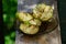 Fruit flies are feeding on cut apples on a saucer