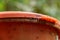 Fruit flies gather around the lip of a kitchen scraps bin