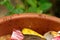 Fruit flies gather on the lip of a kitchen scraps bucket