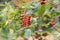 fruit and flower under sunshine : Lipstick Bush, Pigeon Berry, Wild Tomato, Rouge Plant, Blood Berry & x28;Rivina humilis L