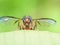 A fruit fly, Bactrocera dorsalis front view with beautiful compound eyes and a pair of outstretched wings.