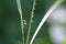 Fruit fly or Drosophila melanogaster found in natural forests