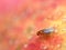 fruit fly, Drosophila Melanogaster, on red apple surface, close up