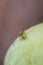 Fruit Fly`s being attracted to rotting mango