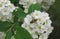 Fruit fly on spiraea flowers in the garden, closeup