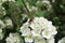 Fruit fly on spiraea flowers in the garden, closeup