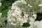 Fruit fly on spiraea flowers in the garden, closeup