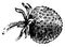 Fruit of Fragaria Vesca vintage illustration