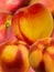 Fruit fresh a peach and apricot hybrid