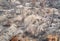 Fruit garden destroyed by a wildfire. Aerial landscape with burnt and dried trees