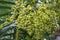 Fruit of a Golden Cane Palm tree Dypsis lutescens green and on the tree