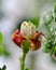 fruit gooseberry flower,