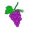Fruit Grape isolated illustration