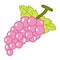 Fruit Grapes isolated illustration