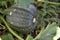 The fruit of a green pumpkin to the bushes in the summer garden. Pumpkin in green leaves in the rays of the sun. Beautiful pumpkin