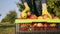 Fruit-grower close up with a harvested crop