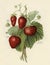 The fruit grower`s guide : Vintage illustration of strawberries