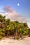 Fruit hangs off a seagrape tree Coccoloba uvifera